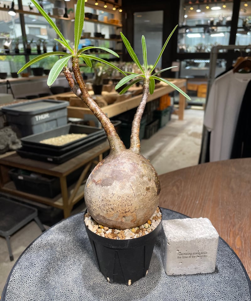 パキポディウム グラキリス Pachypodium gracilius 発根済 (gk-52