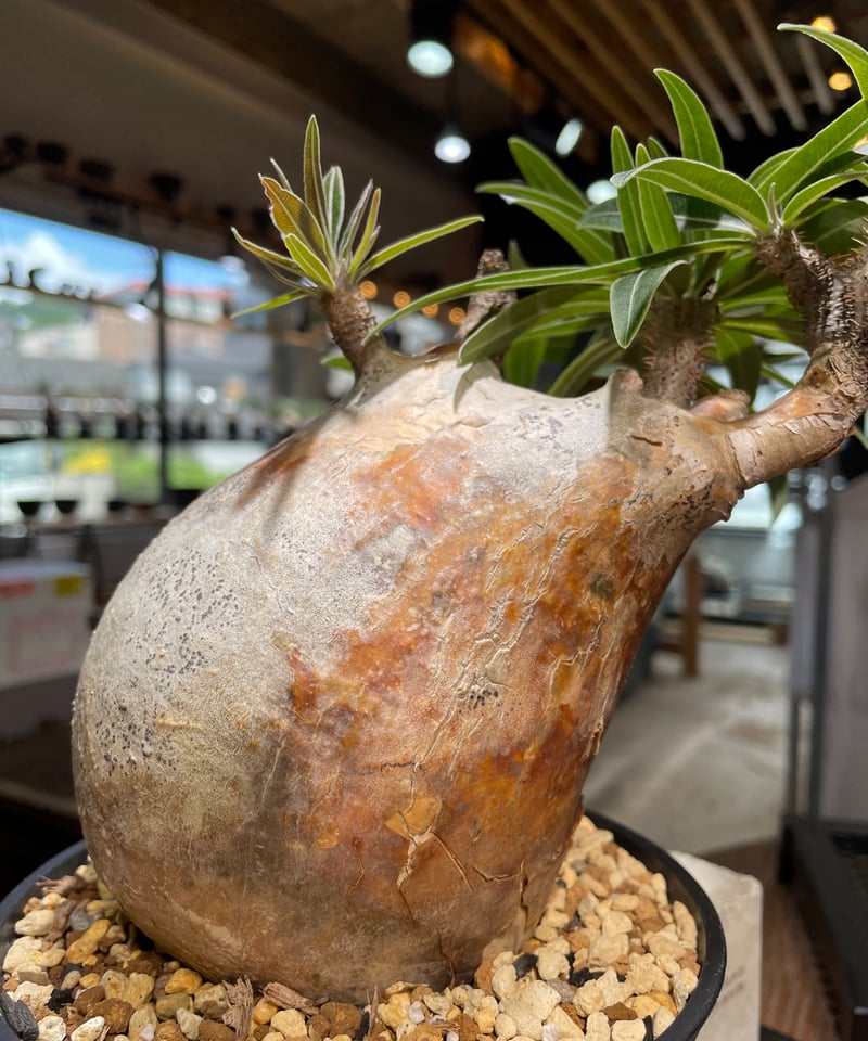 パキポディウム グラキリス Pachypodium gracilius 発根済 (gk-49