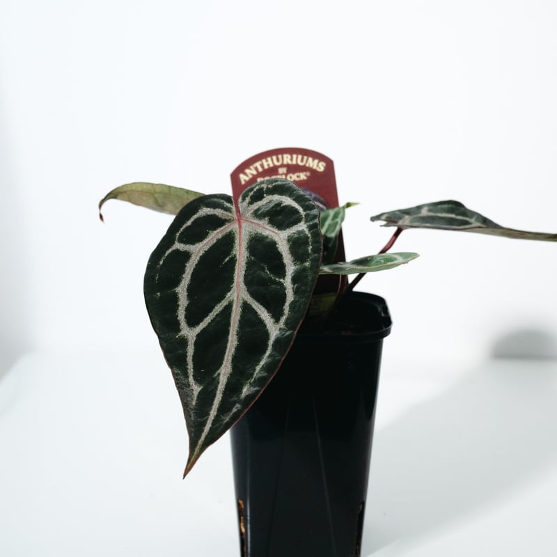 アンスリウム・ミシェル（Anthurium 'Michelle'） _250511B_6/8写