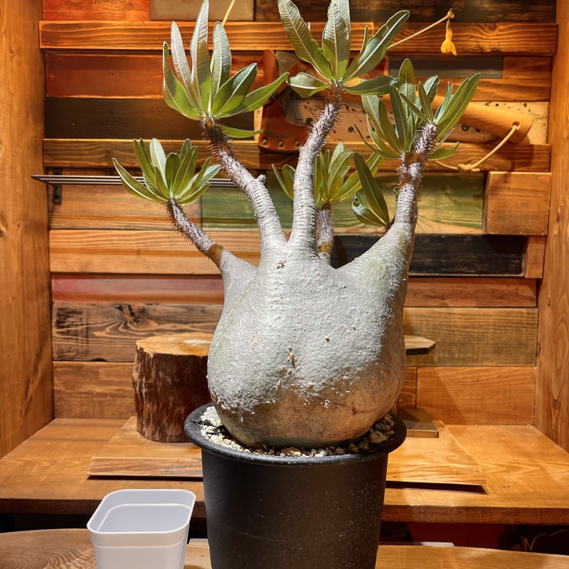 パキポディウム グラキリス L | morikoro plants