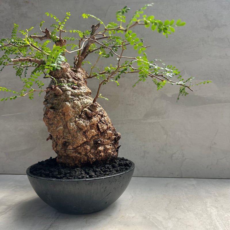 オペルクリカリア・パキプス(230513) | GOOD DAYS