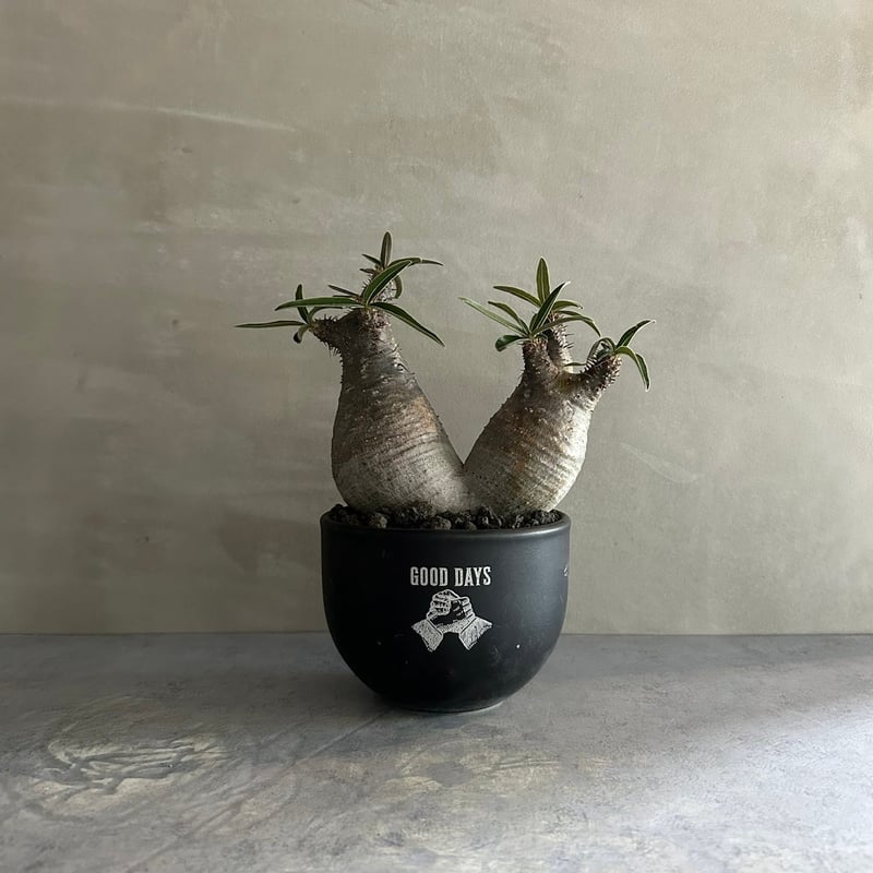 パキポディウム グラキリス ダブル GOODDAYS/黒鉢セット【23oct22.n2-4
