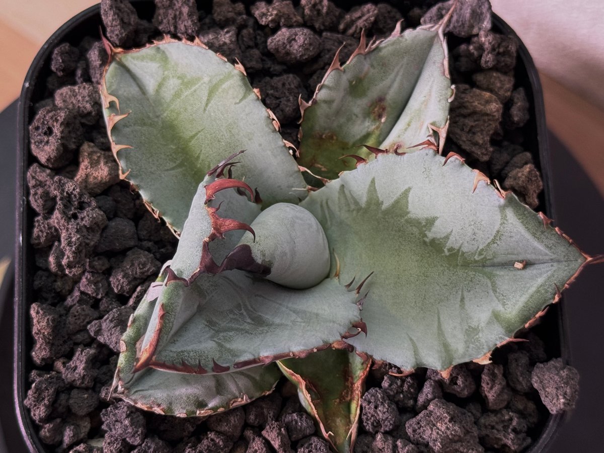 アガベ・チタノタ ビースト-003（芽）｜agave titanota beast | Plu