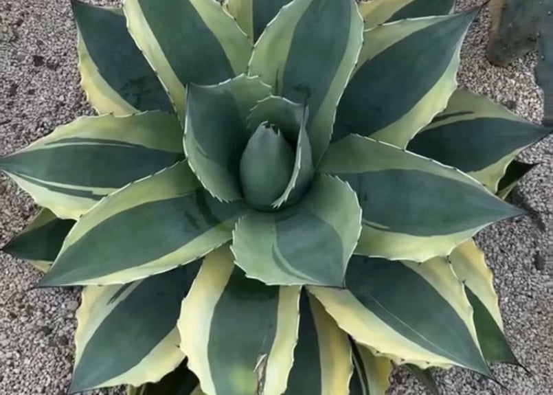 アガベ・オバティフォリア（オルカ）｜（芽）-001｜ agave ovatifolia