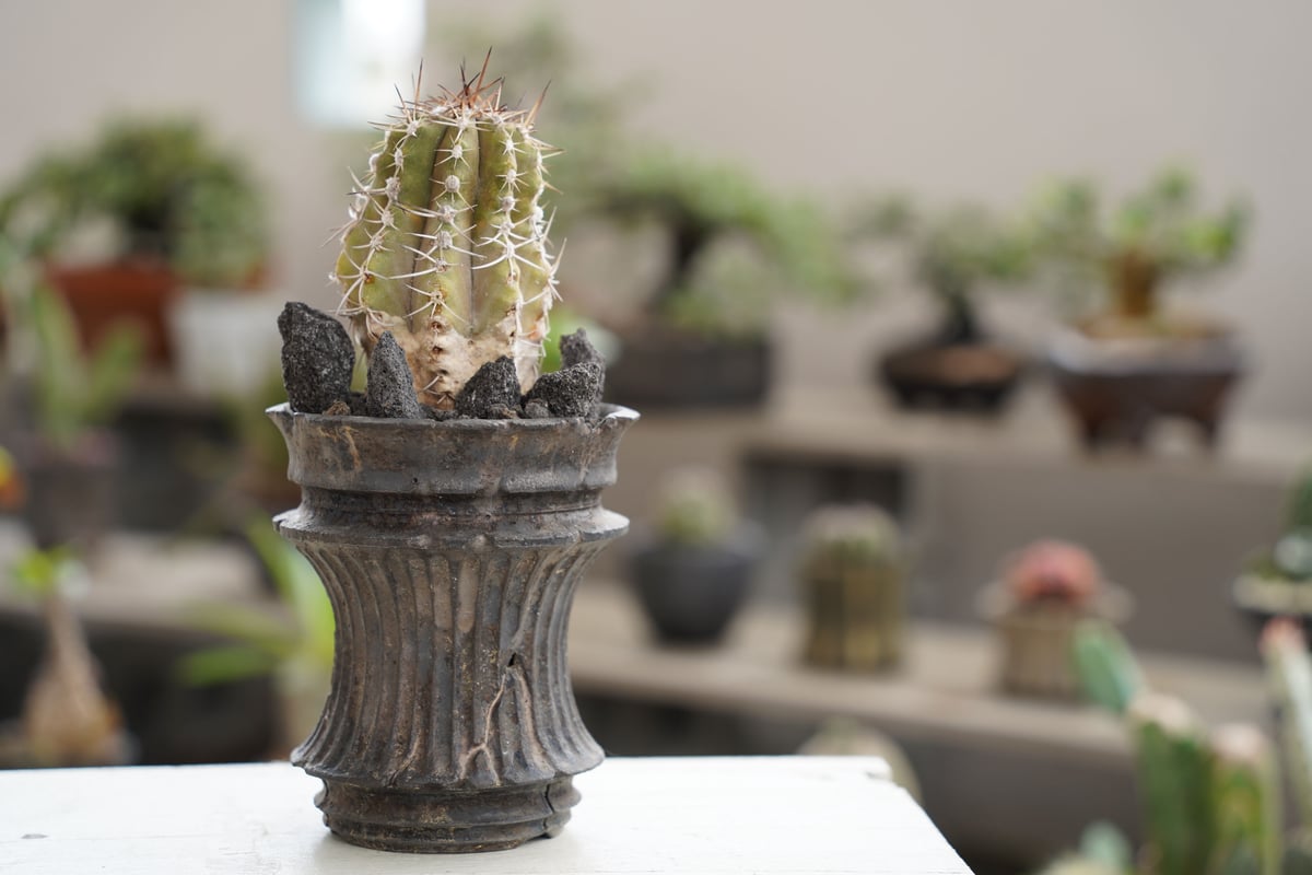 コピアポア ブリトゲシー 舞竜丸 × 小野瀬一 作 3.5号 長鉢［No.02