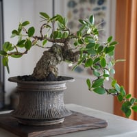 A. 小野瀬一 作品 5.5号 植木鉢 [No.35] | 陶賊 -TOUZOKU- bons