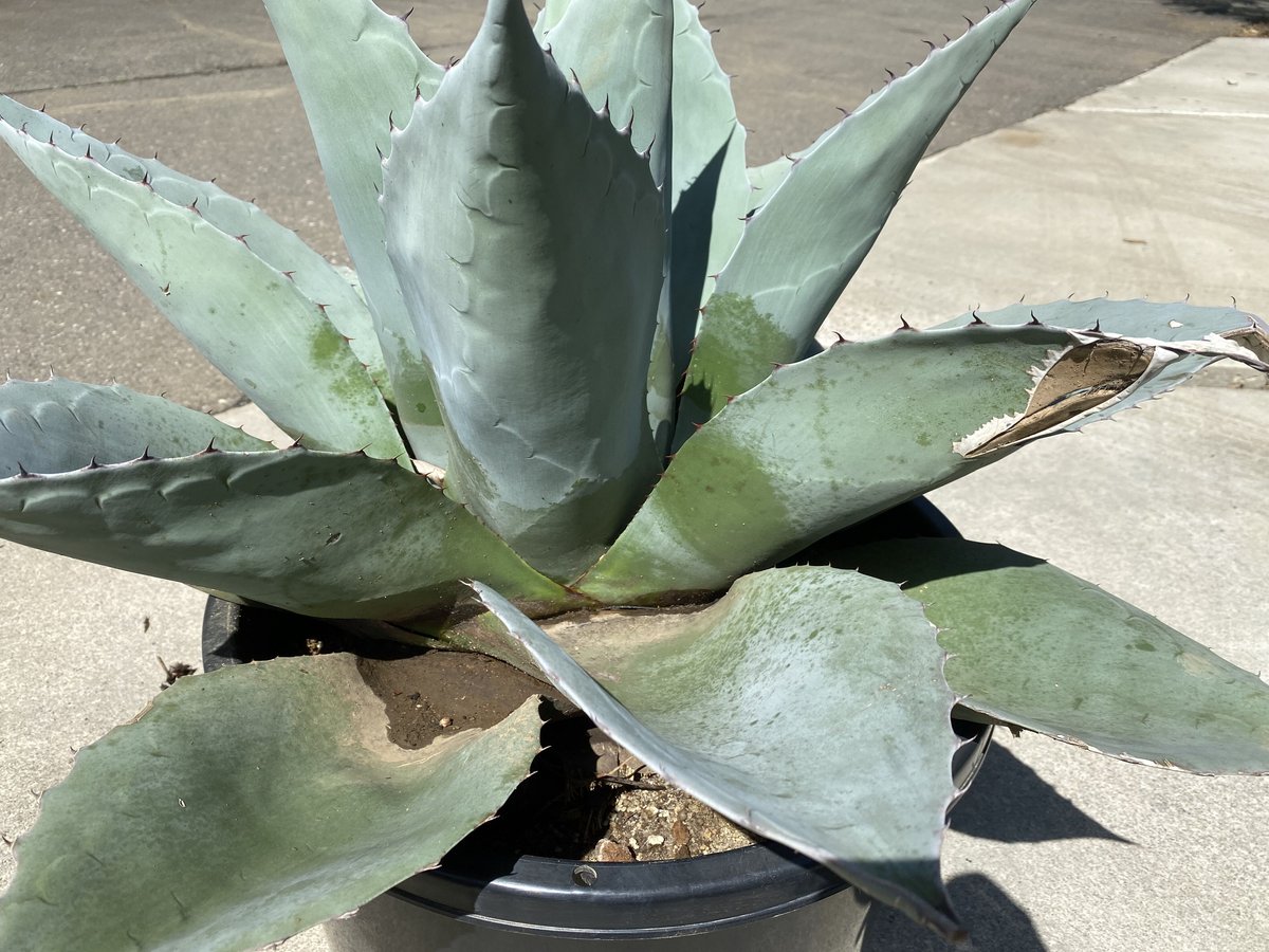 Agave ovatifolia】アガベ・オバティフォリア | ACE GARAGE 8 -