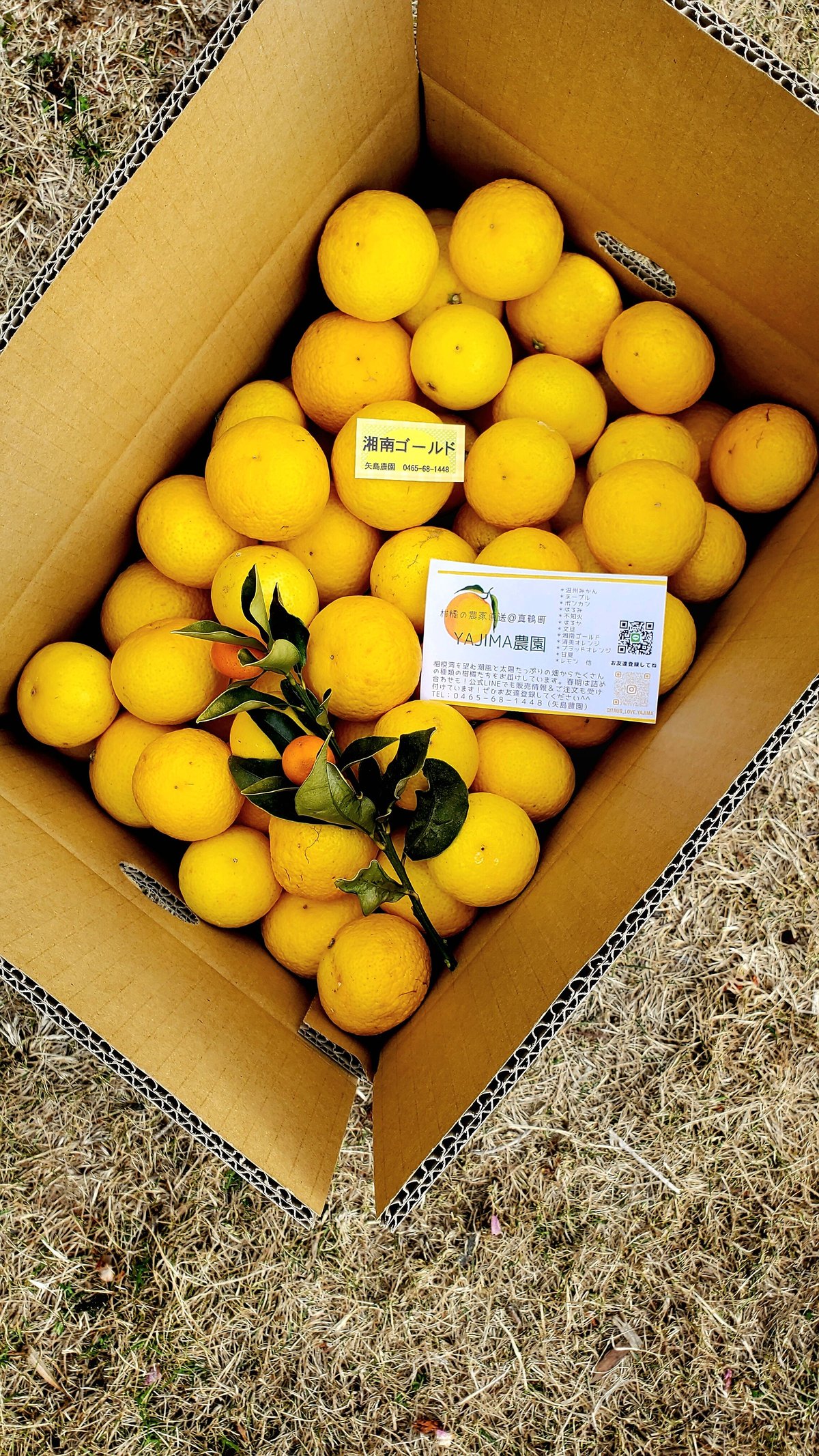 希少☆湘南ゴールド🍊神奈川特産♡5キロ | 柑橘直送 YAJIMA農園