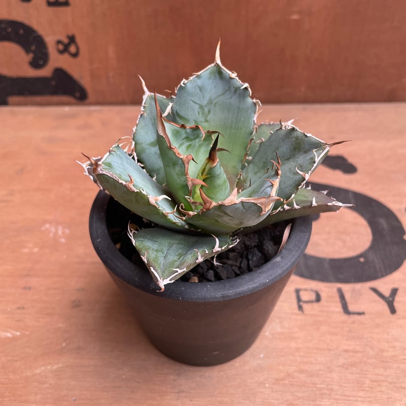 No.002 アガベ チタノタ “白鯨” / Agave Titanota White Wha