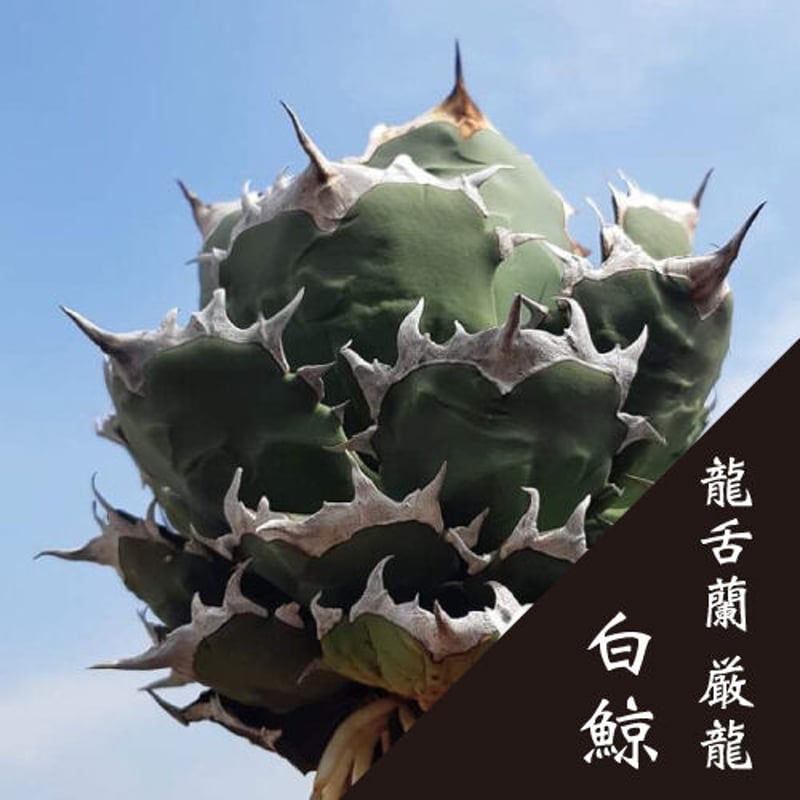 No.003 アガベ チタノタ “白鯨” / Agave Titanota White Wha