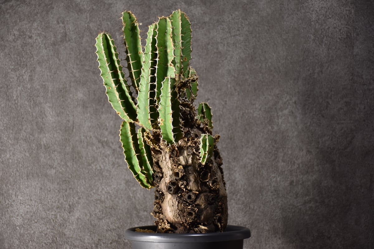 Euphorbia mlanjeana ユーフォルビア ムランジーナ 発根済現地株 #8 |