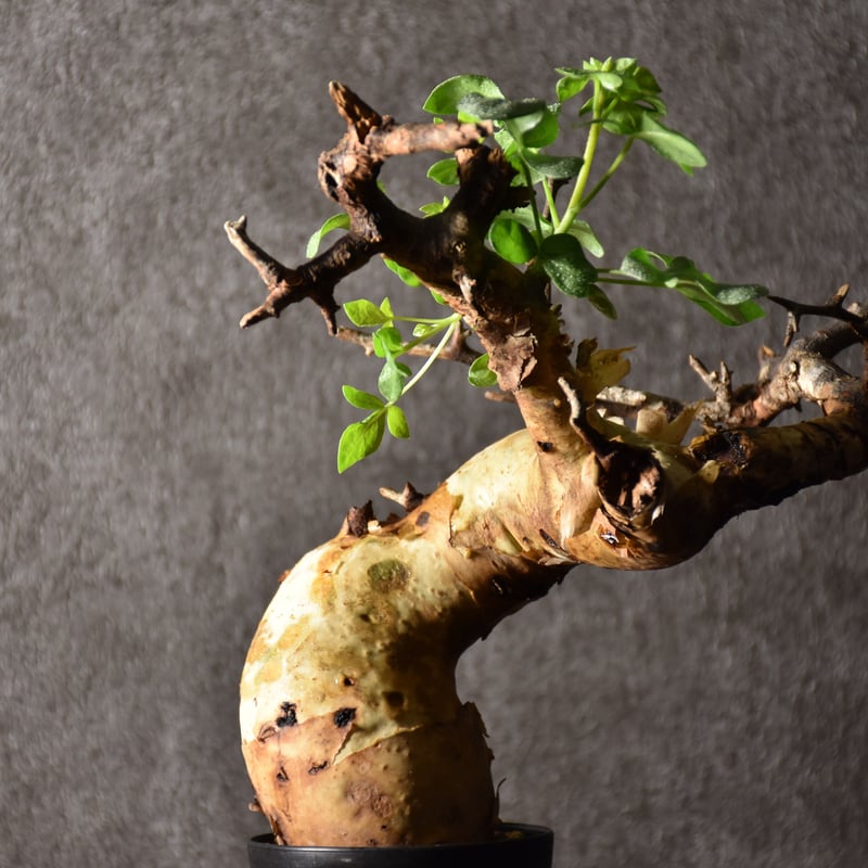 Commiphora kataf pure コミフォラ ピュアカタフ 発根済現地株 4 ソマリ