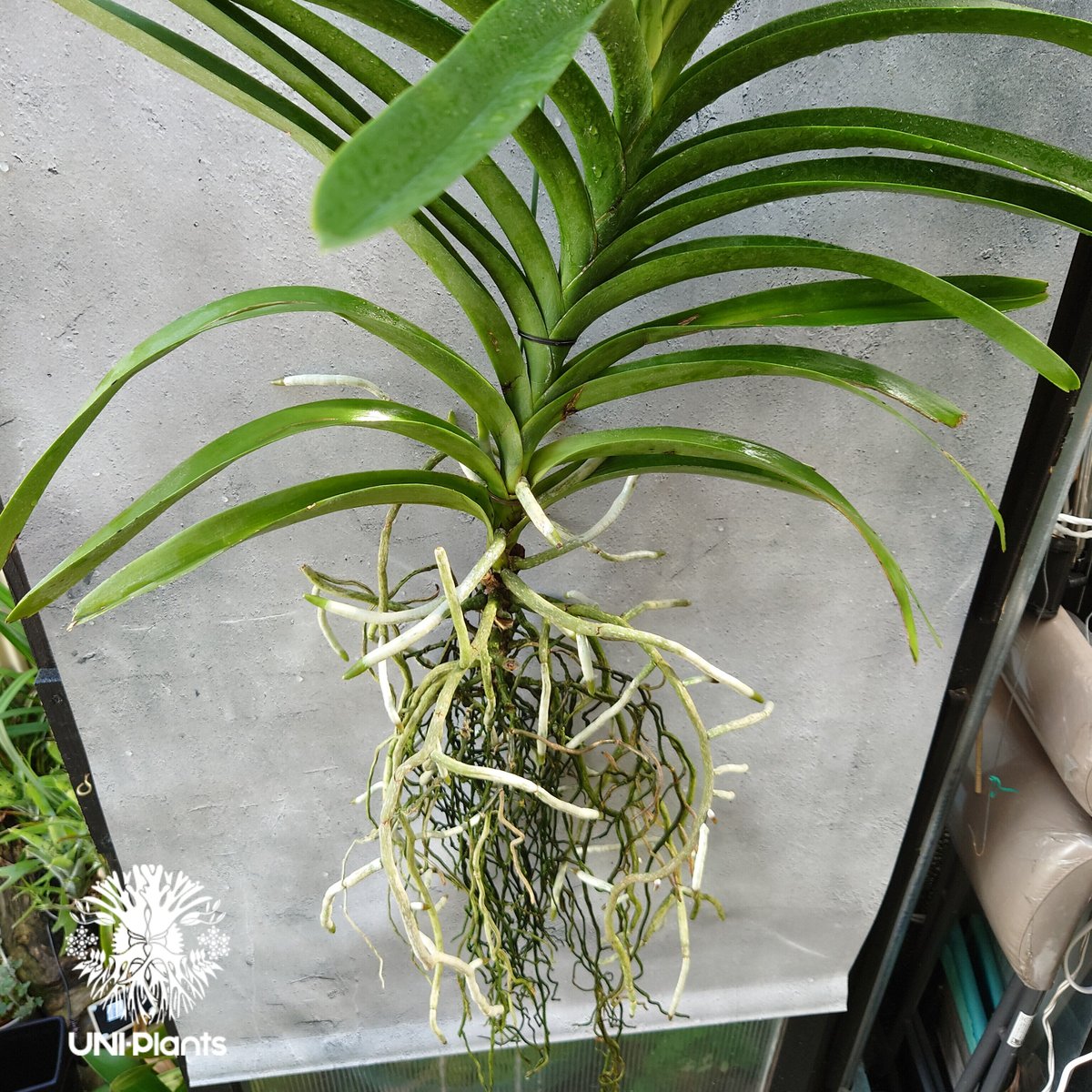 洋ラン バンダ 蘭 Renu Delight ツートン ① 洋ラン バンダ 蘭 Renu