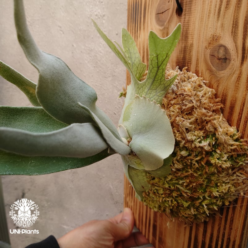 ビカクシダ ベイチー Patycerium veitchii コウモリラン ビカクシダ