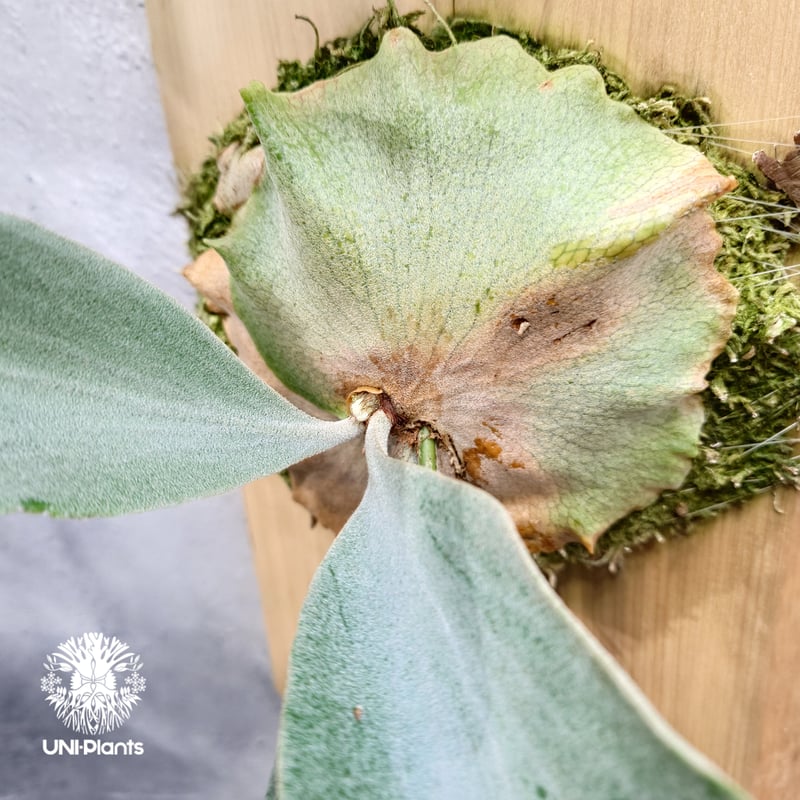 Platycerium Saikeaw(P.andinum x P.willinckii) ビ