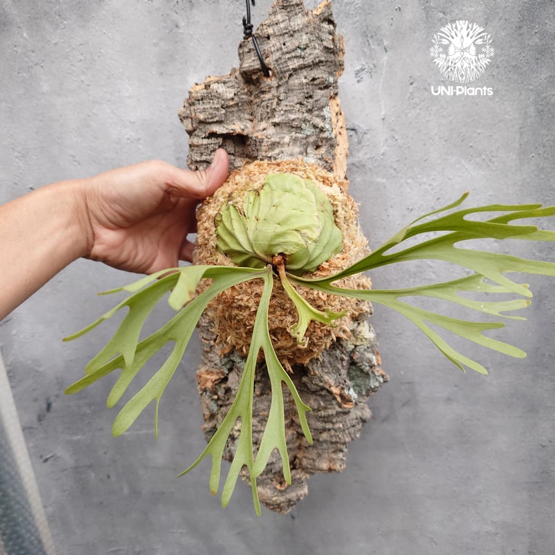 Platycerium ridleyi Pakarang ビカクシダ リドレイ パカラン ビカ