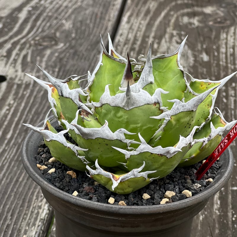 アガベチタノタ【狂戦士】 子株 発根済み | Miura Farm