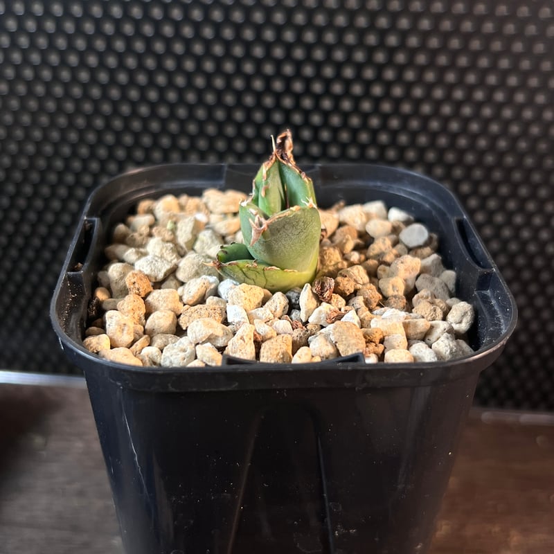 オアハカワイルド子株【MW001】育成株直の子株 | Miura Farm