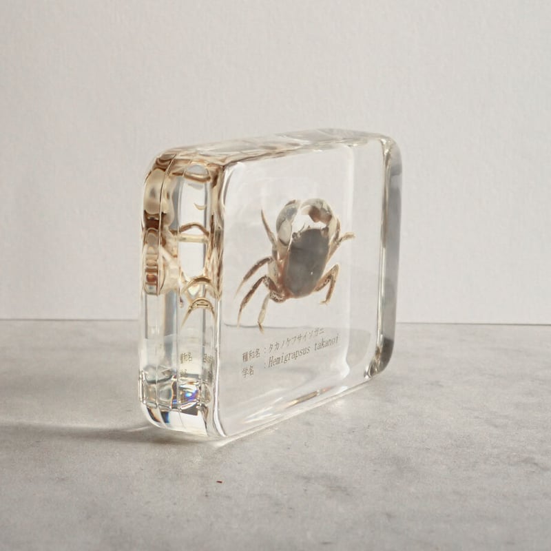 ウミグモ 深海生物樹脂封入標本 LEDライト付き 木製ケース ウミグモ