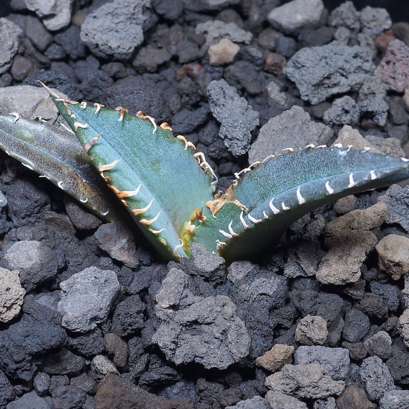 厳選個体】アガベチタノタ白鯨 子株 鉢付き（WW-11） | アガベ専門店