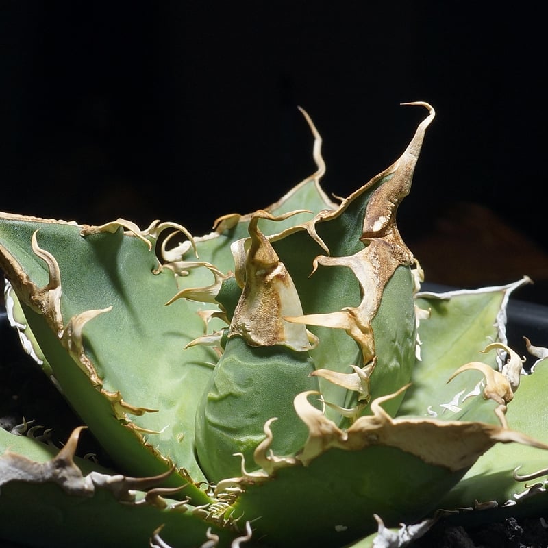 アガベ チタノタ 緑幽霊 / GG-11 | アガベ専門店 モンスターハウス