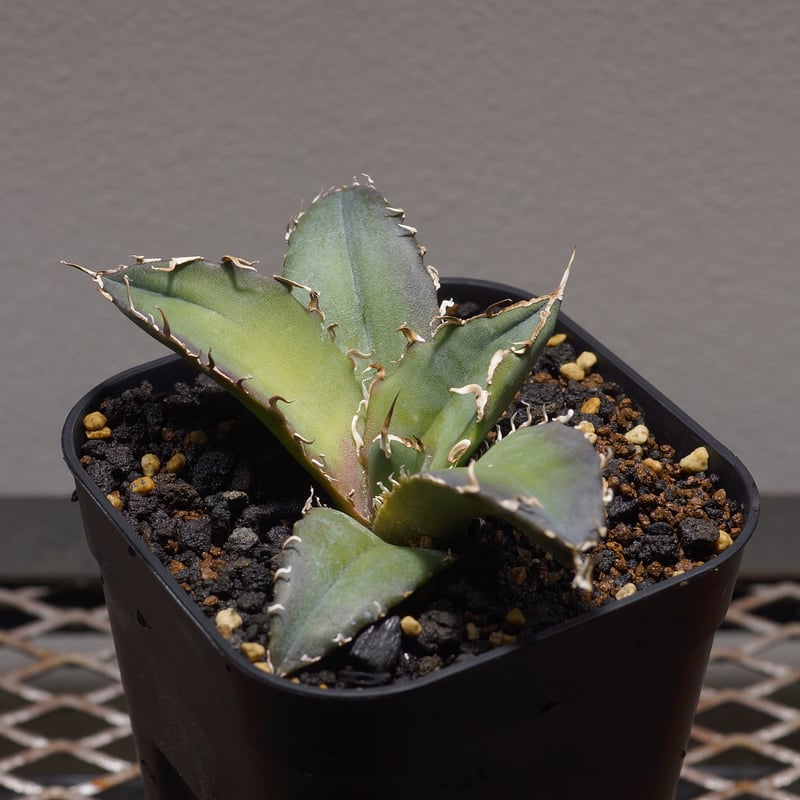 アガベ チタノタ オテロイ 白鯨 ワイド 太鋸歯 大株 22 アガベ