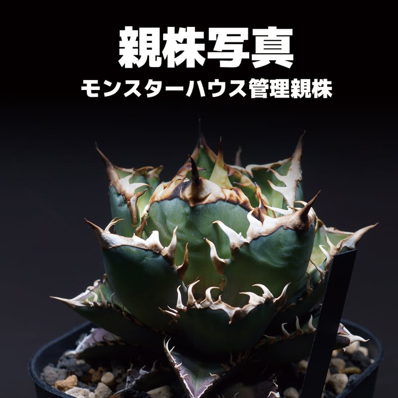 アガベ チタノタ レッドキャットウィーズル / 赤猫 RC-08 | アガベ専門