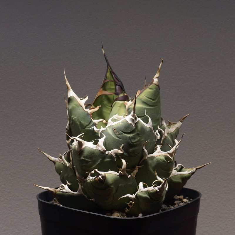 アガベ オアハカ オテロイ/ 親株 ox-08 | アガベ専門店 モンスターハウス