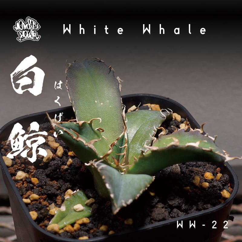 アガベ チタノタ 白鯨/ww-22 | アガベ専門店 モンスターハウス