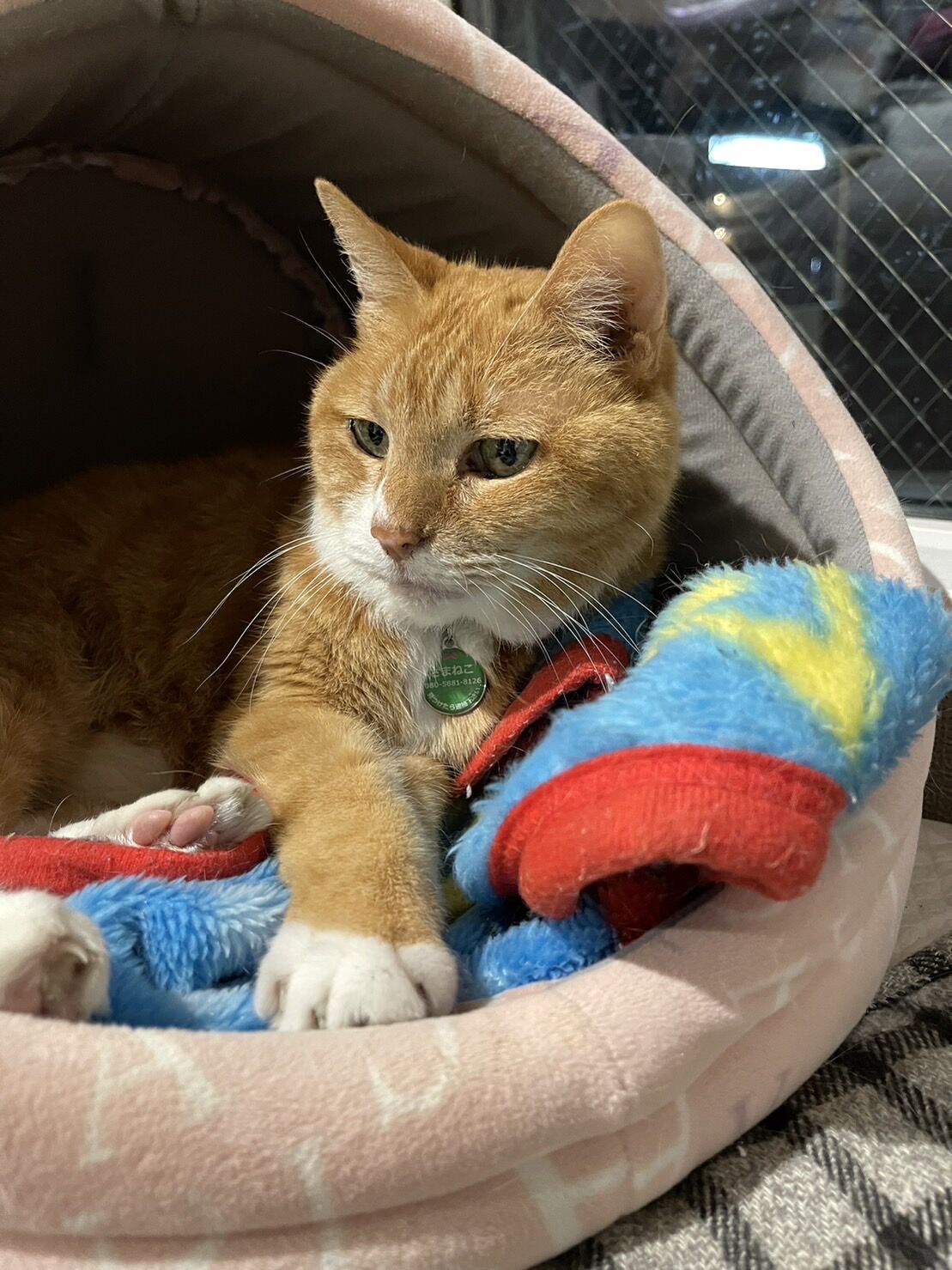 完全オーダーメイド】動物パンケーキアート（冷凍便） | ZAMANEKO SHOP