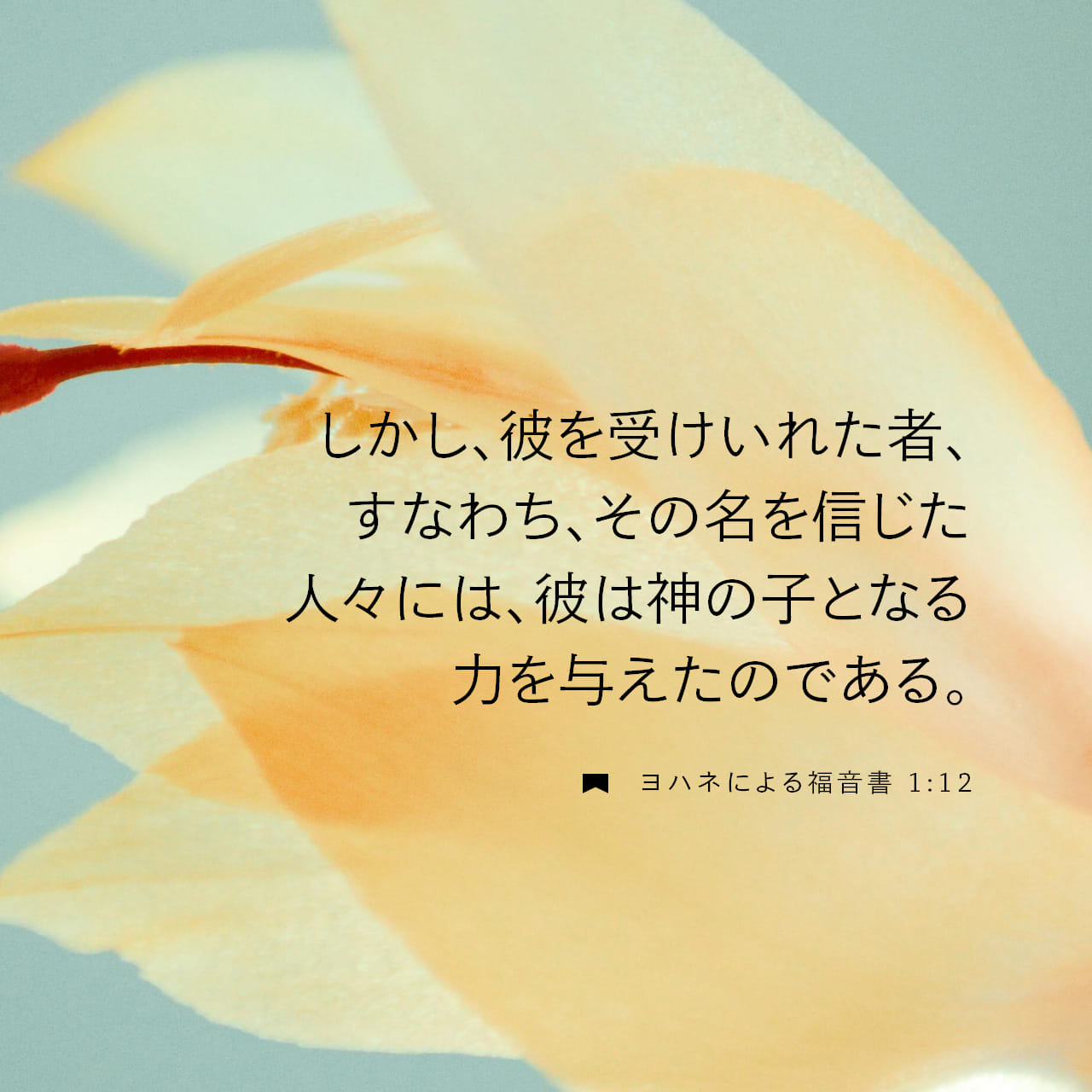 ヨハネによる福音書 1:12-13 (新共同訳) - しかし、言は、自分を