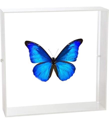 Amazon.co.jp: 蝶の標本 レテノールモルフォ Morpho rhetenor モルフォ