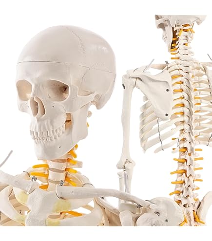 Amazon.co.jp: 医療科学模擬骨大腿骨脛骨モデル - 医療整形外科