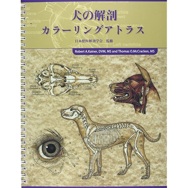 Amazon.co.jp: ベテリナリ-・アナトミ-: 犬と猫の解剖カラ-アトラス