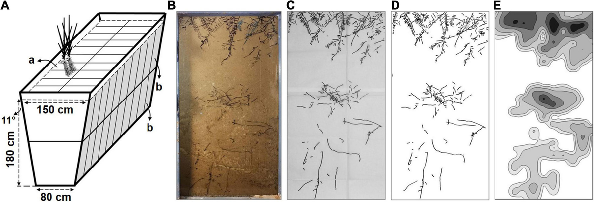 Frontiers | Shallower Root Spatial Distribution Induced by