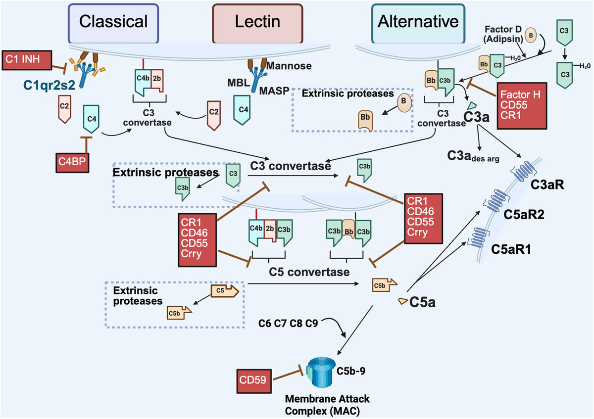 Frontiers | The role of complement in normal pregnancy and