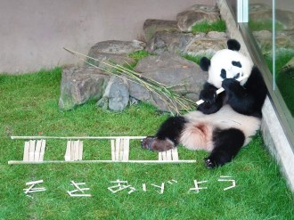 アドベンチャーワールドのパンダ「永明」30歳記念の写真集刊行へ