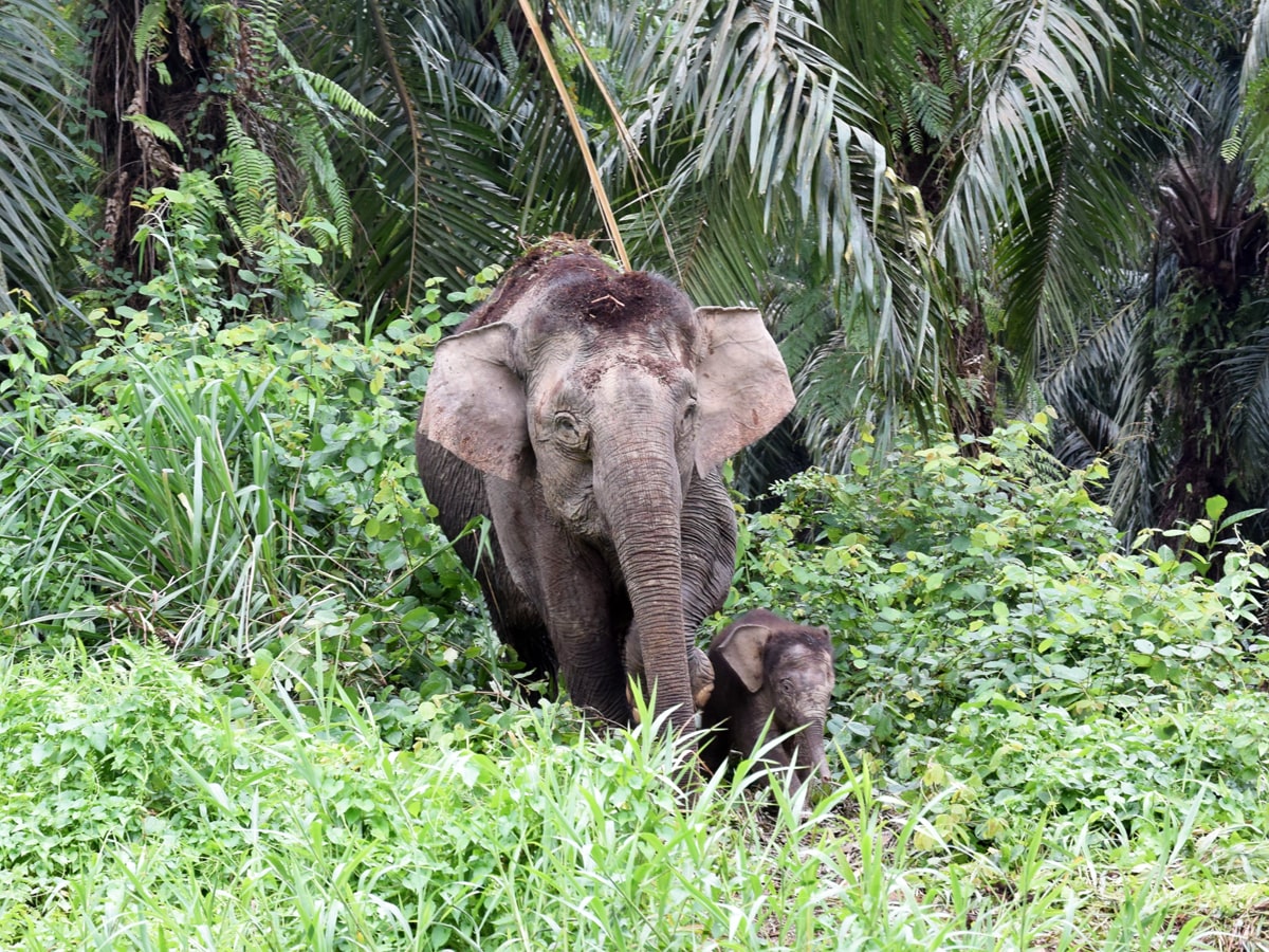 ボルネオ島のボルネオゾウ - 神戸経済新聞