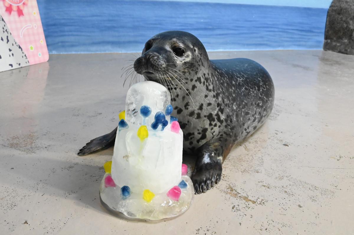ゴマフアザラシ「ココア」が1歳に 新江ノ島水族館で誕生会 - 湘南経済新聞