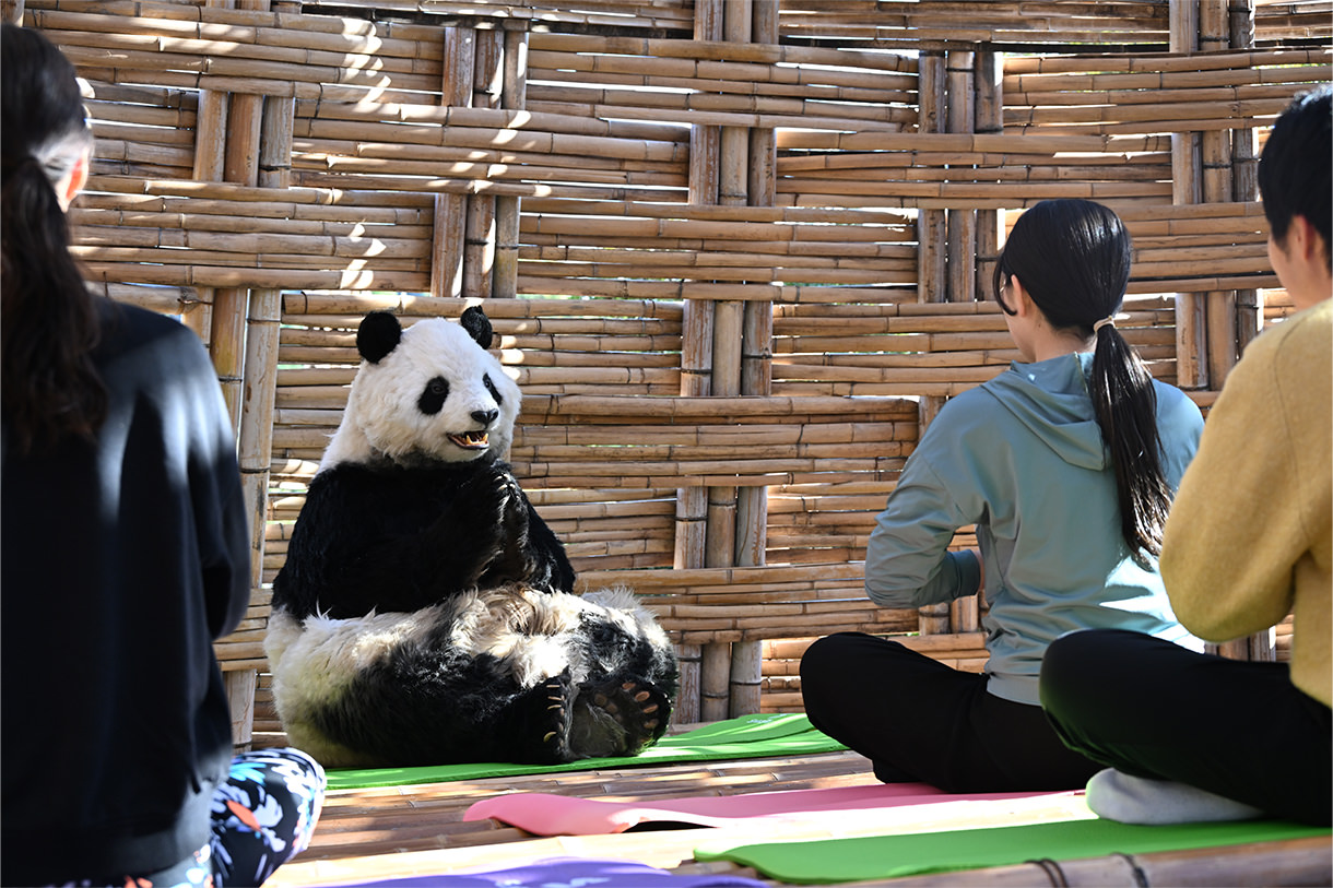 瞑想パンダ | 新種パンダワールド - アドベンチャーワールド