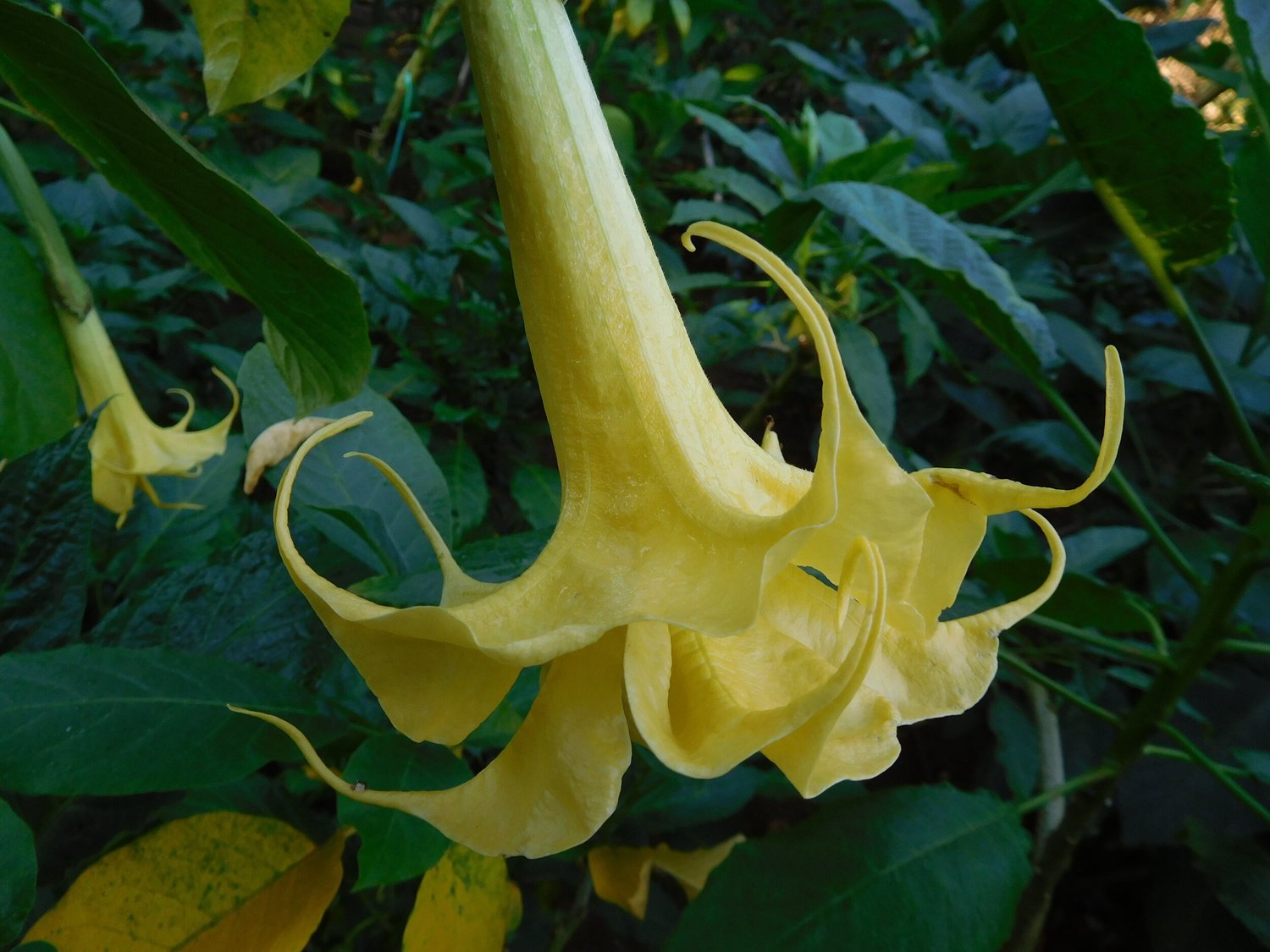 Bergfee Brugmansia Plant — Angel Trumpet Nursery LLC