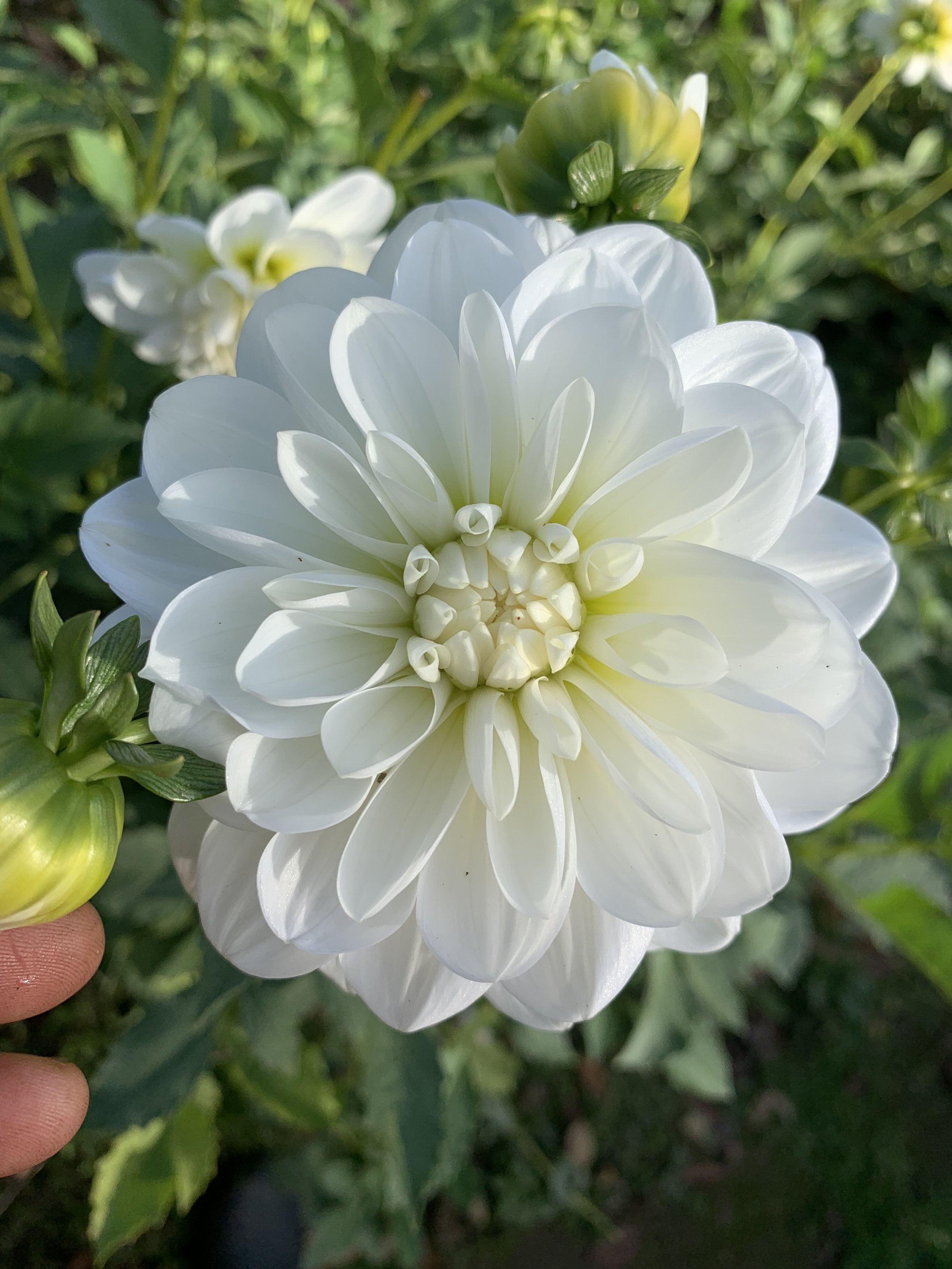 Bride To Be — FIVEFORK FARMS