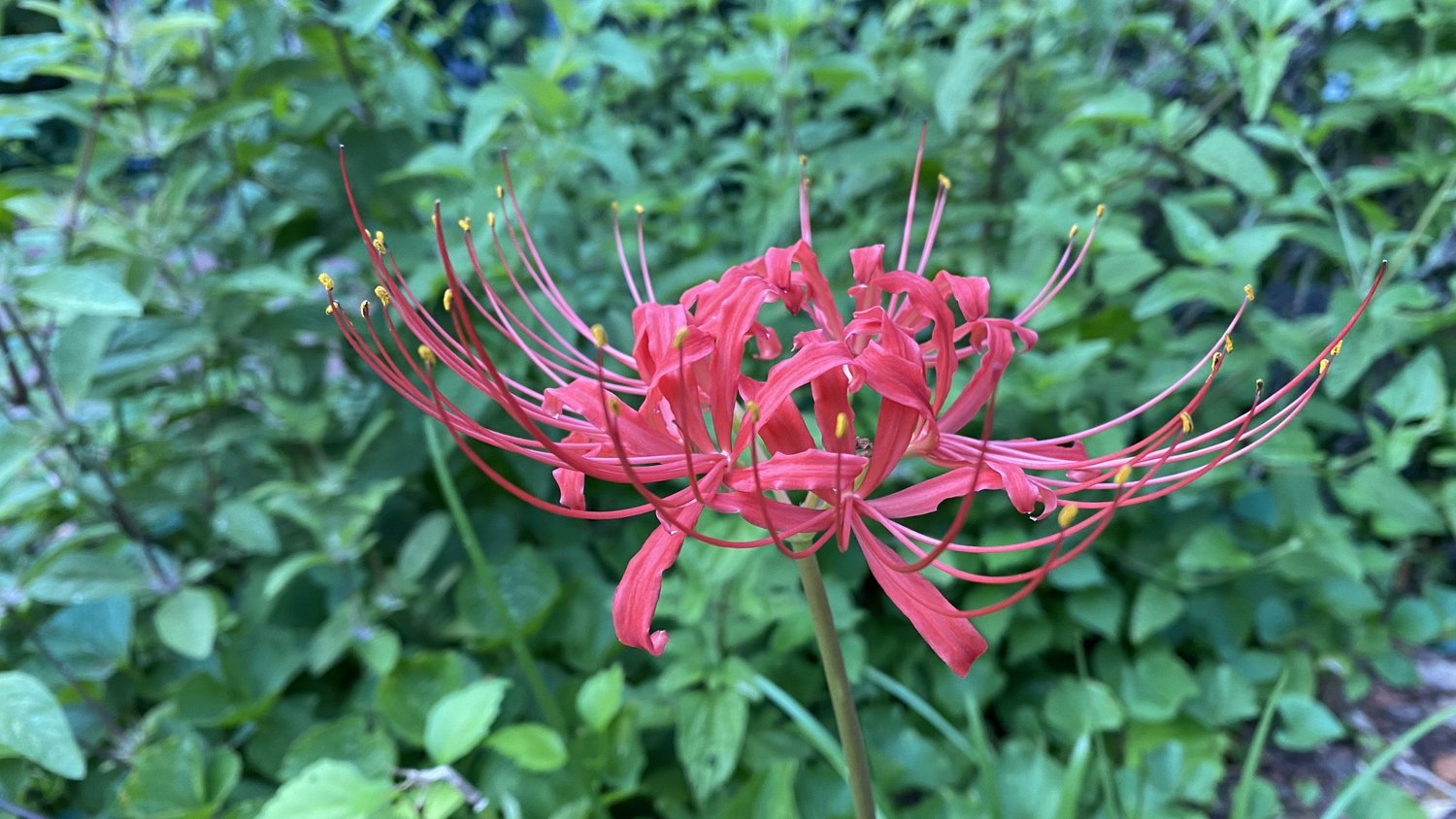 Lovely Lycoris, the Bewitching Bulbs, Part 2 — Wing Haven