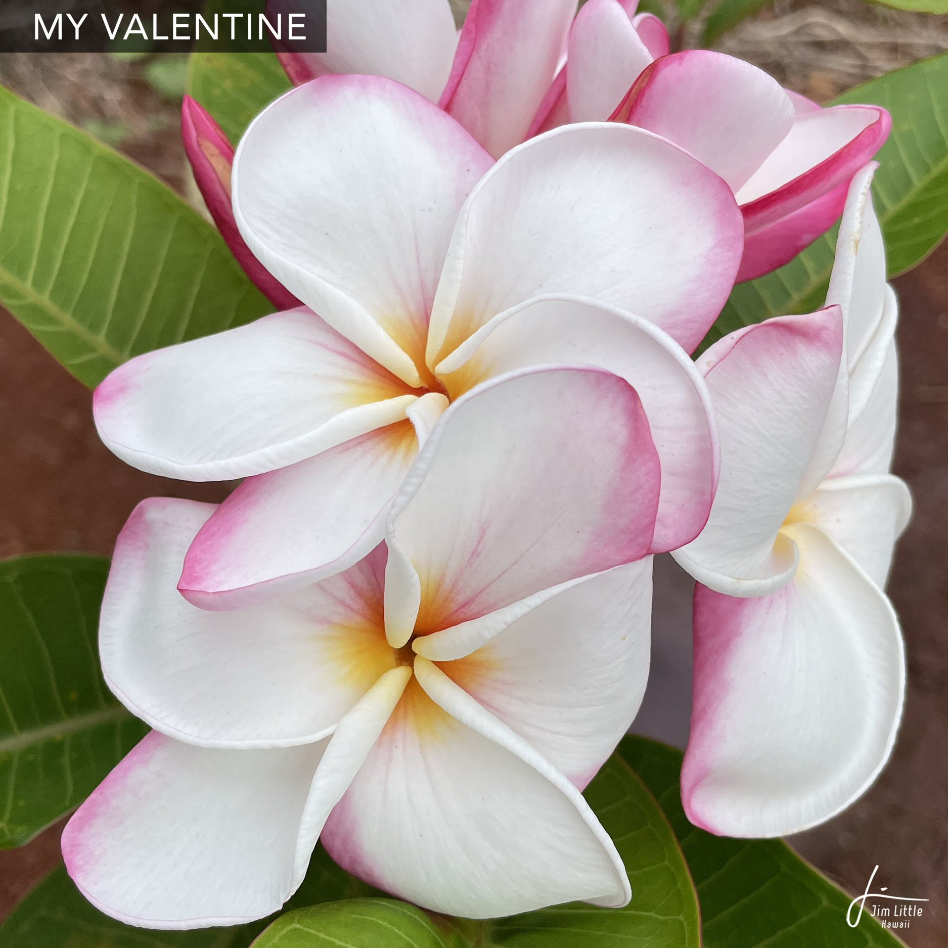 Named Cultivars — Jim Little Plumeria JAPAN