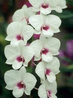 Dendrobium Culture: Phalaenopsis and Semi-Antelope types