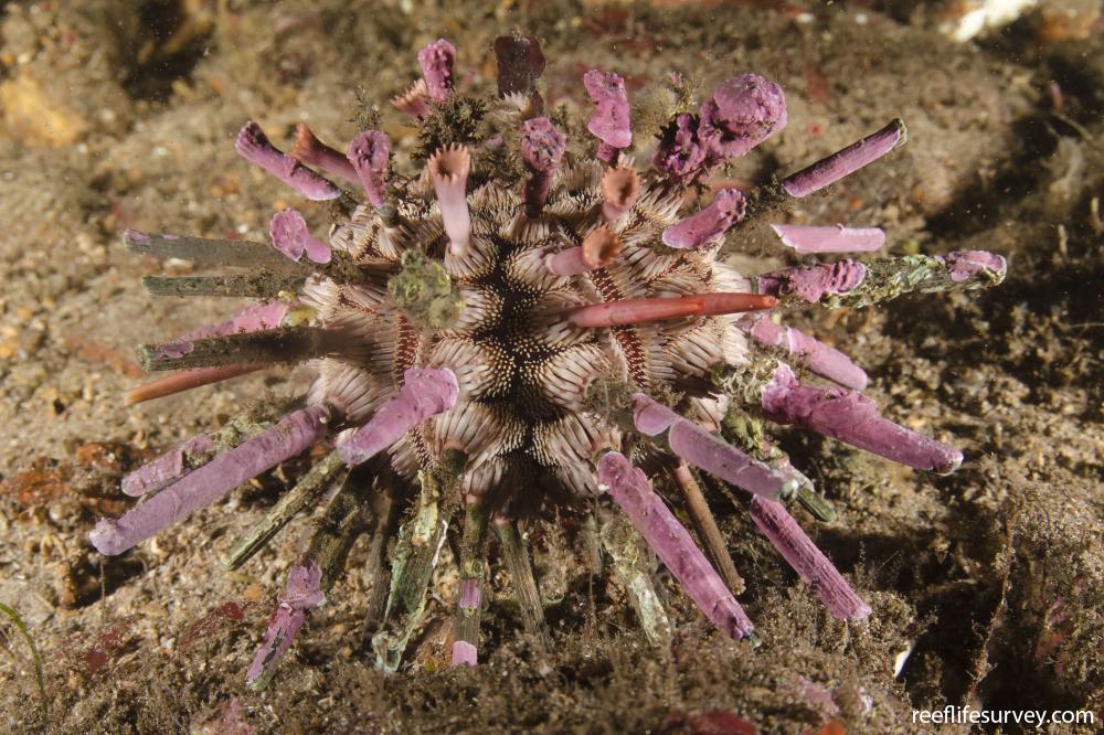 Goniocidaris impressa - Pencil urchin | Reef Life Survey