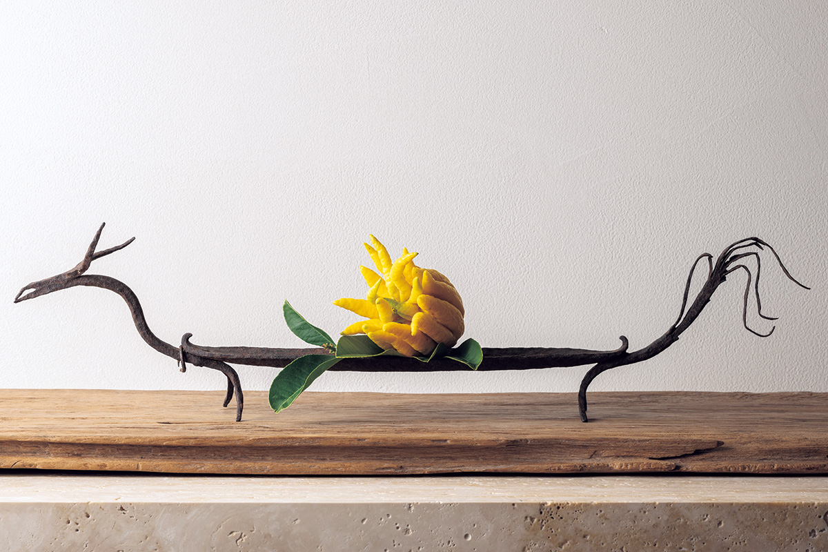 12月の花 仏手柑「来る年に祈りをこめて」戸田博さん連載・季節の茶花