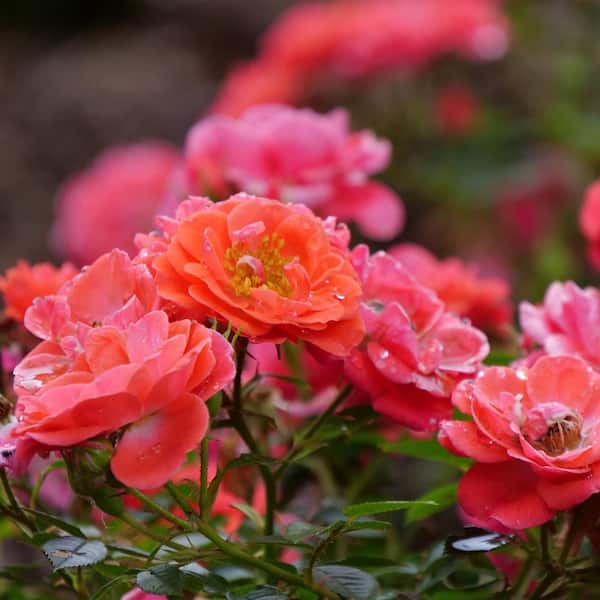 PROVEN WINNERS 2 Gal. Oso Easy Mango Salsa Rose Plant with Ruby