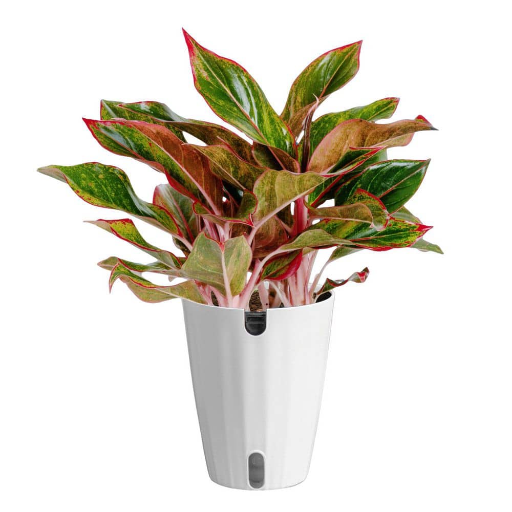 Costa Farms Aglaonema Indoor Chinese Evergreen Plant in 6 in. Self