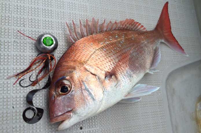 真鯛狙いなら紅牙！】最新ロッドとリールを一挙にご紹介｜どんなシーン